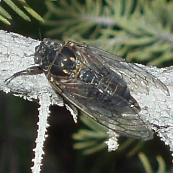 A cicada on a branch.